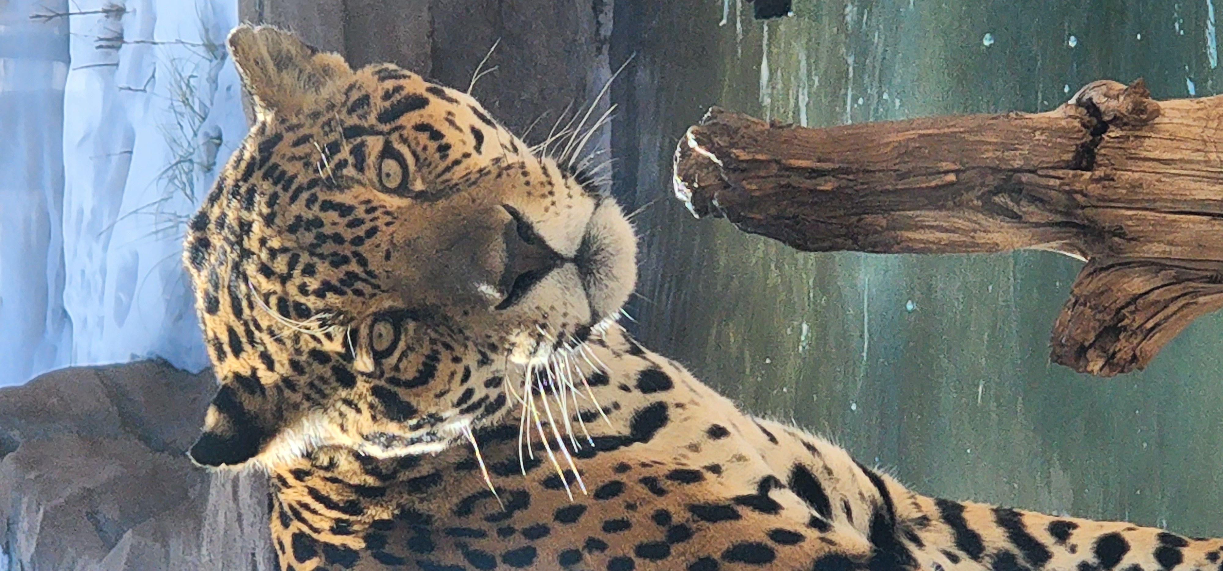 Leopard at Bearizona